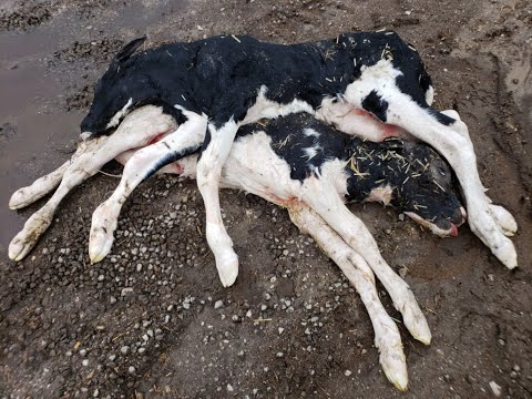 Second undercover investigation reveals widespread dairy cow abuse at Fair Oaks Farms and Coca Cola