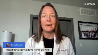 Can 2 cats stay 3 days home alone? (A Vet Explains)