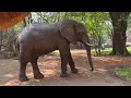 Elephants take over Nkwali Camp