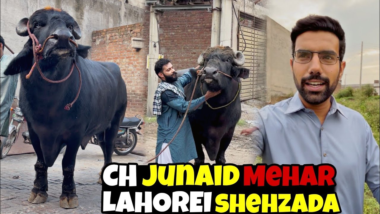 Lahori Shehzada Biggest Buffalo Of Pakistan 🐂 || Ch Junaid Mehar Ka Shok || Full Aggressive Today 😡