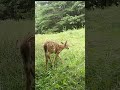fawn eating in field