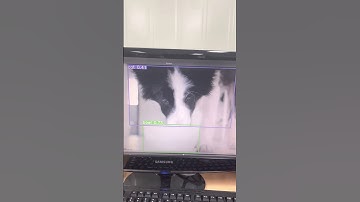 jetson Xavier zed camera yolov5 detect.py test