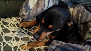 Min Pin Dexter Hates Being Woken Up