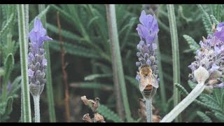 Melbourne Australia Tours Travel Show - Yarra Valley Dandenong Rangers Tour
