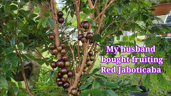 New Addition to our Food Forest | Red Jaboticaba (...