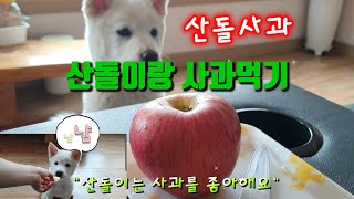 An appleeating puppy