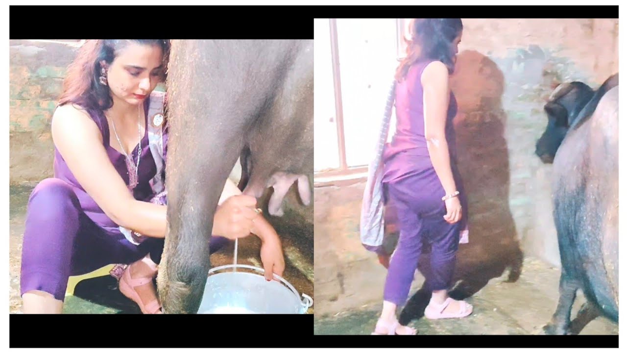 Buffalo milking new vlog