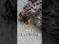 【弱肉強食】スズメバチがアシナガバチの巣を全滅させていました -蜂駆除業者ハチ王の業務実録-#shorts