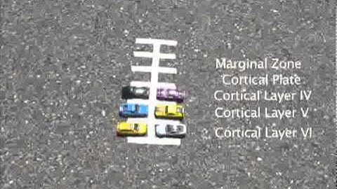 Cortical Layer Development