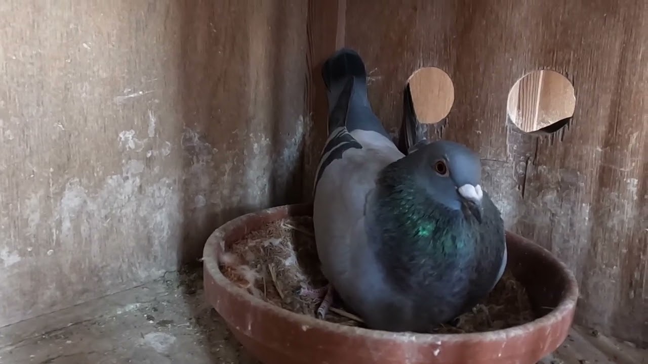 個人訓練　ふくろだ