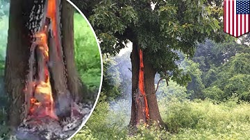Storm watch: Tree catches fire after being struck by lightning in Arkansas - TomoNews