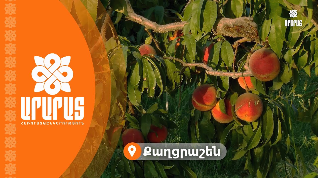 Արարատի մարզի Քաղցրաշեն բնակավայրում արդեն սկսվել է դեղձի բերքահավաքը