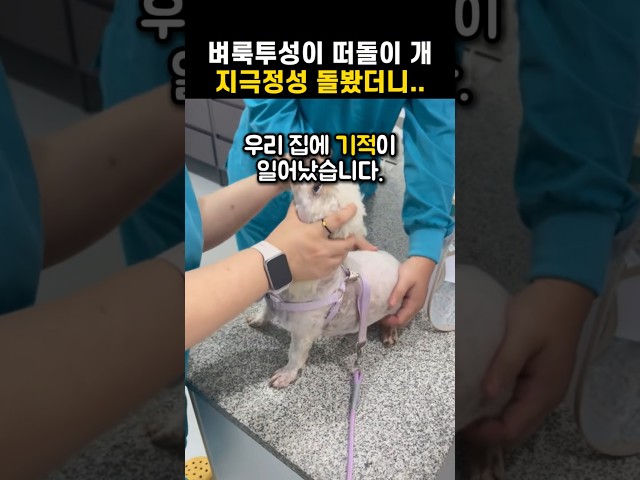 벼룩투성이 떠돌이 개를 데려와 3개월간 지극정성 먹였더니... (충격 반전) ????