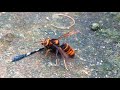 Gaint hornet vs dragonfly