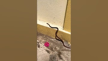 Rắn nhỏ tấn công người #shorts #short