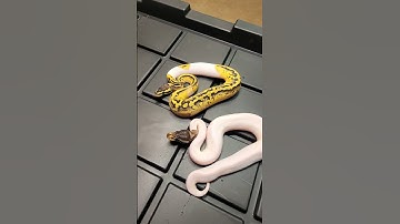 New Ball Pythons 💥💥💥💥💥💥