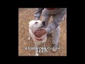 母犬が19匹の子犬を産み、飼い主は忙しくて手に余るほどだった。#犬 #動物 #動物世界 #面白い #funny