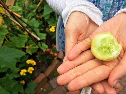 The LEMON Cucumber