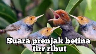 prenjak betina tirr ribut masak punyamu g nyaut