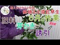 【鉢植え小原紅早生】植え付け2年目5月の作業【芽かきと誘引も】
