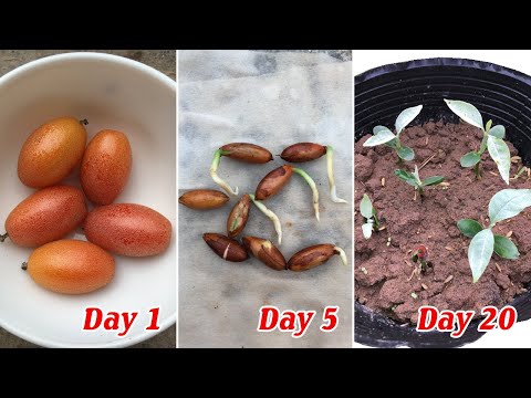 Video: Cách trồng Platicodon từ hạt tại nhà