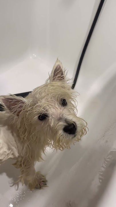 #Вестик #вестикЭлли #вест_хайленд_уайт_терьер #собака #лайк # ...