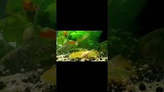 ☺️☺️ #aquarium #aquascapegallery #chillout #relaxing #cutefishos #fishtank #relaxingmusic #relax