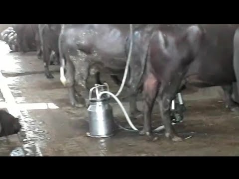 मशीन से भैंस का दूध कैसे निकाला जाता ...