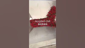 New model Fresh chili sorting machine 2024/jasmine@ajlong.cn