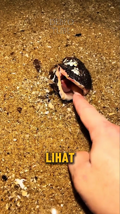 Surprising things when looking for animals on the beach😲 #shorts