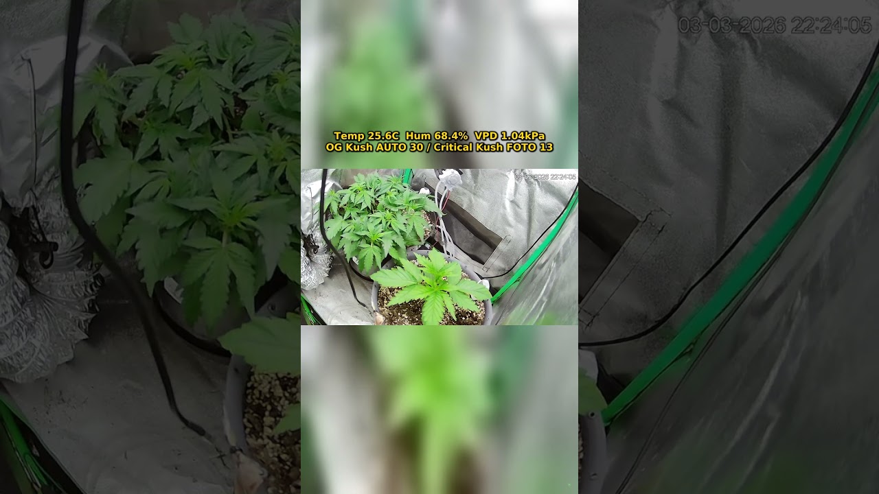 SmartGrowLab Day 7 | 24h Plant Growth Timelapse