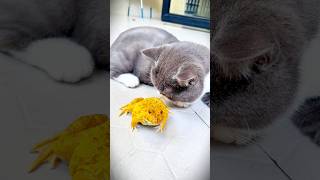 Grumpy Cat’s First Encounter with a Yellow Frog – Priceless Reaction