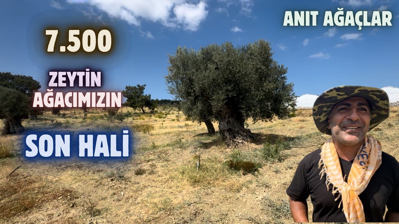 Her Cins Zeytin Bakımı Nasıl Yapılır.How to care for all types of olive? #zeytinbudama #erenvural