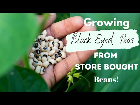 Growing Store Bought Black Eyed Peas!