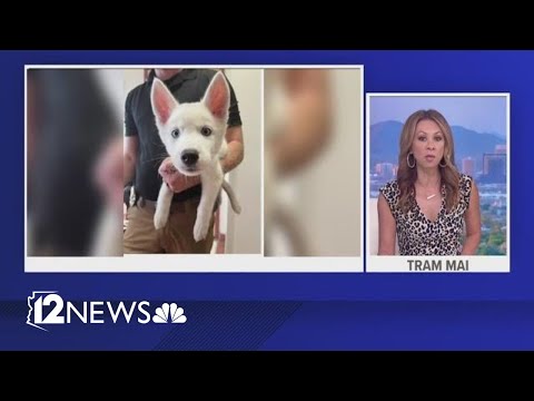 Video: De San Diego Humane Society heeft net 30 honden uit vleesboerderijen gered