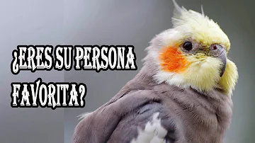 ¿Cómo sabe si su pájaro le quiere?