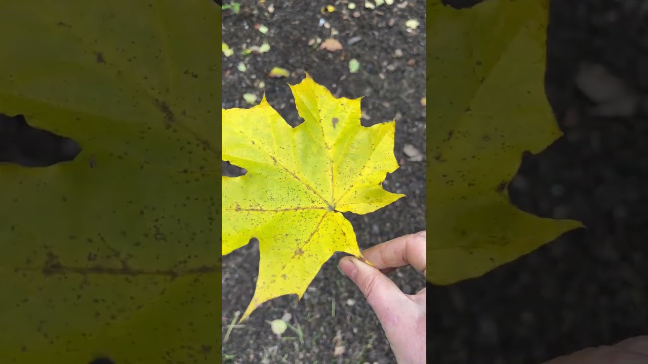 Нужно ли убирать листву. Самые маленькие листья. Как убрать листву Геншин. Нужно ли убирать листву в парке осенью.