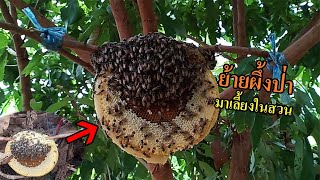ย้ายผึ้งป่ามาเลี้ยงไว้ในสวน การเลี้ยงผึ้งมิ้มแบบนี้ จะได้ผลหรือไม่ ?
