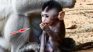 Look Very Pitiful !! Adorable Baby Chinn Very Hungry Food, She is Trying Very Hard Finding Food To E