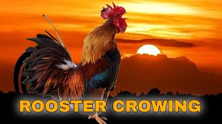 ROOSTER CROWING COMPILATION 2022 - Laughing Rooster