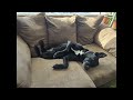 Lazy Daisy 