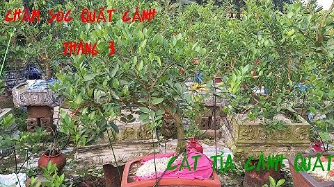 Chăm sóc quất cảnh.  cắt tỉa quất tháng 3 . quất chậu đẹp . quất tết 2025 #xuhuong# làm vườn#bonsai