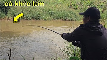 Câu đài tự nhiên đụng bầy cá trôi đỏ và cá rô phi kéo cong cả cần câu | câu cá tự nhiên 