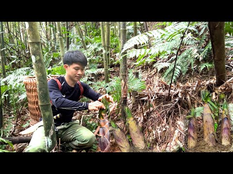 Harvesting bitter bamboo shoots in winter - Thanh Trieu TV