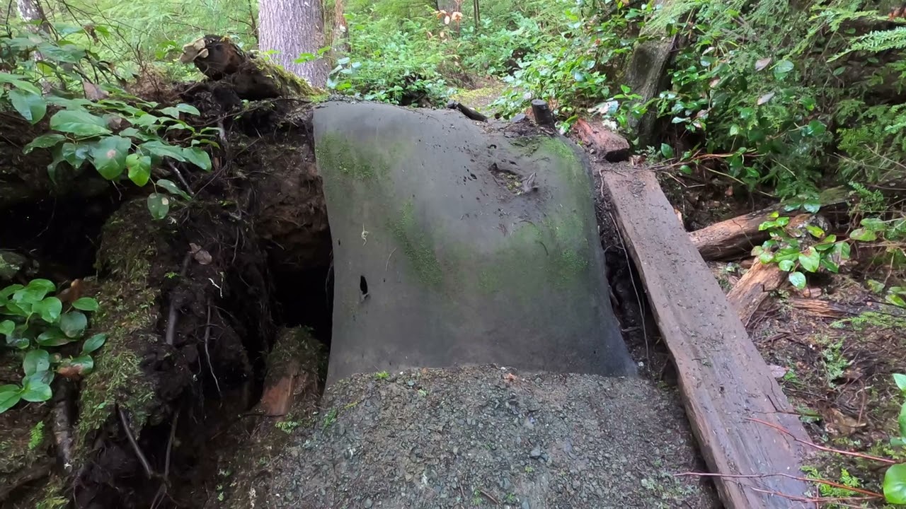 Mossy, Muddy, and Magical - Shi Shi Beach Hike