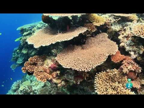 Video: 10 maneras de proteger los arrecifes de coral cuando viaja