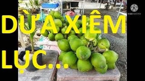 dừa xiêm lục siêu trái siêu ngọt siêu lùn