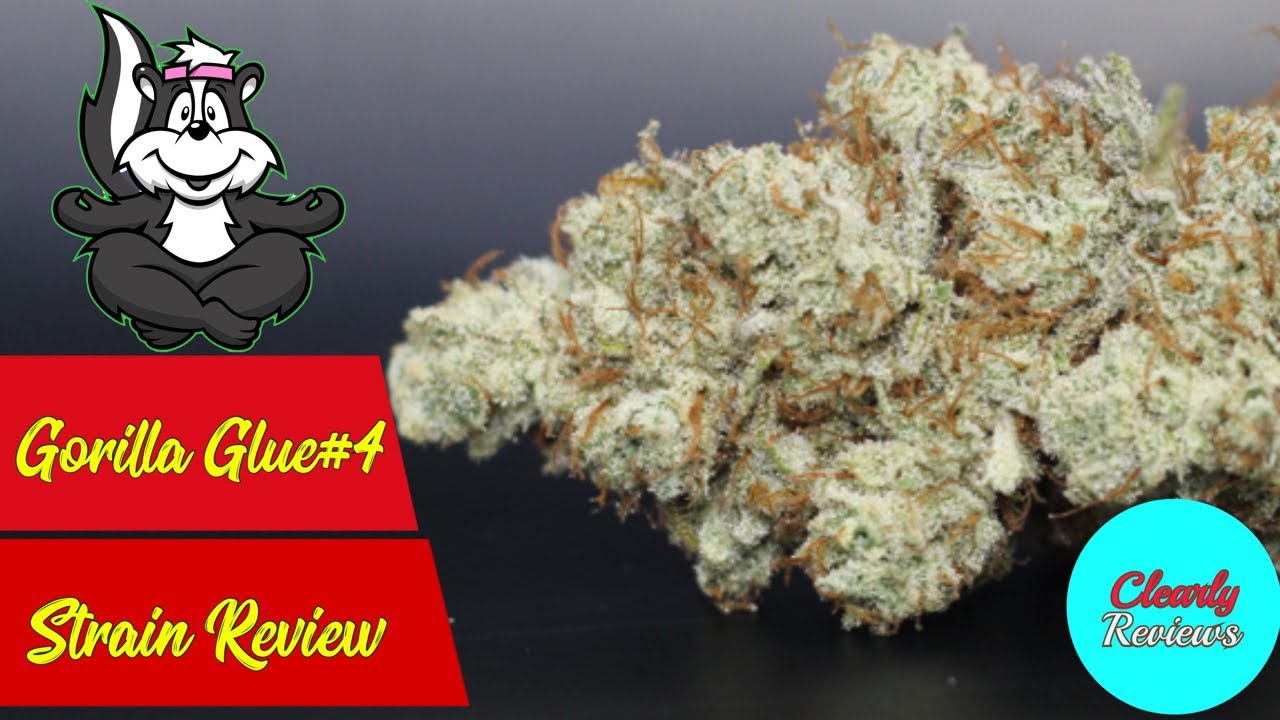 GORILLA GLUE By Teaming With Terps STRAIN REVIEW
