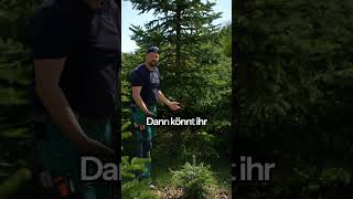 Erkennst du diesen Baum richtig? 🌲