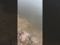 МОСКВИЧ В ШОКЕ ОТ ТАКОЙ РЫБАЛКЕ В ВОЛГОГРАДЕ!!!